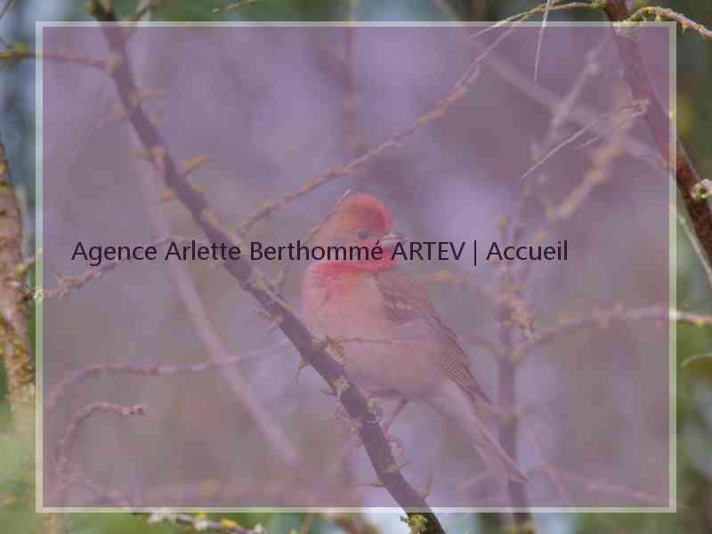 Agence Arlette Berthommé ARTEV | Accueil