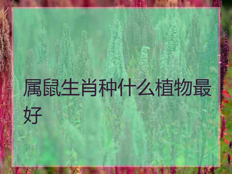 属鼠生肖种什么植物最好