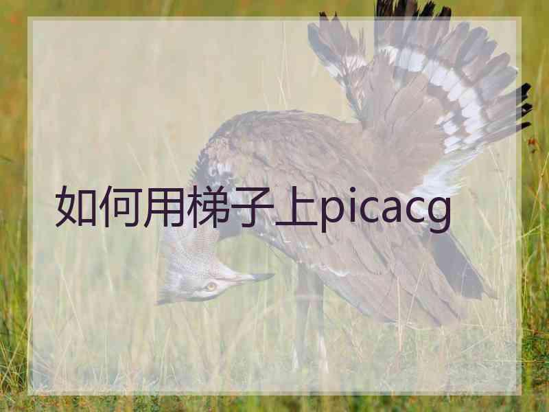 如何用梯子上picacg