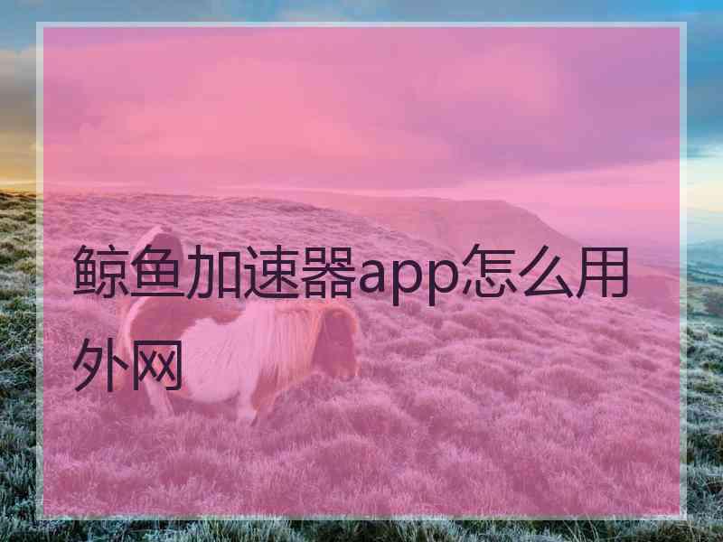 鲸鱼加速器app怎么用外网