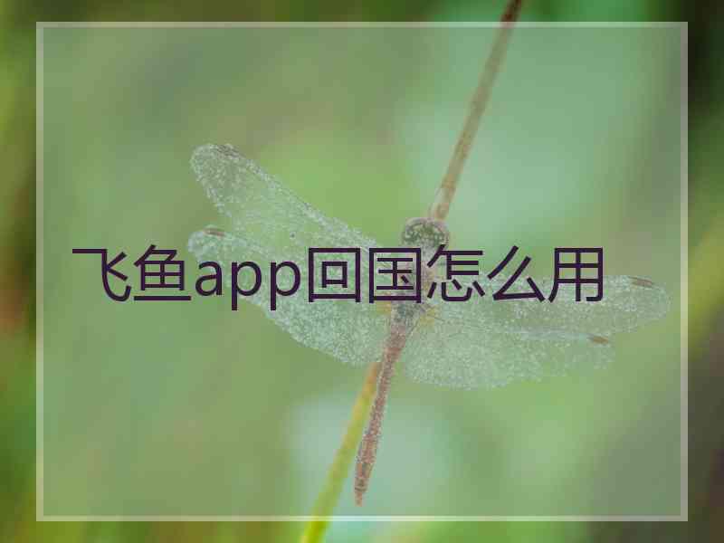 飞鱼app回国怎么用