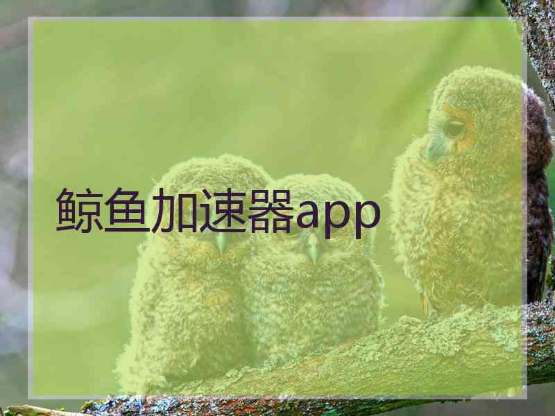 鲸鱼加速器app