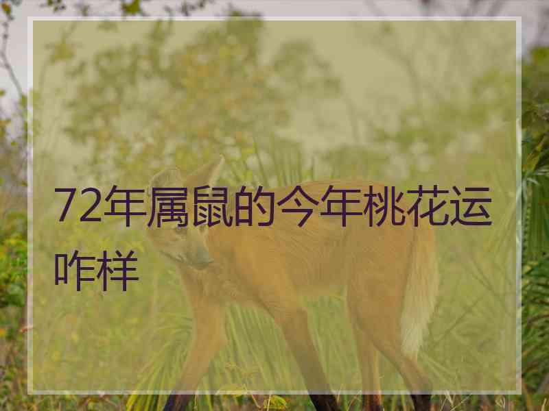 72年属鼠的今年桃花运咋样