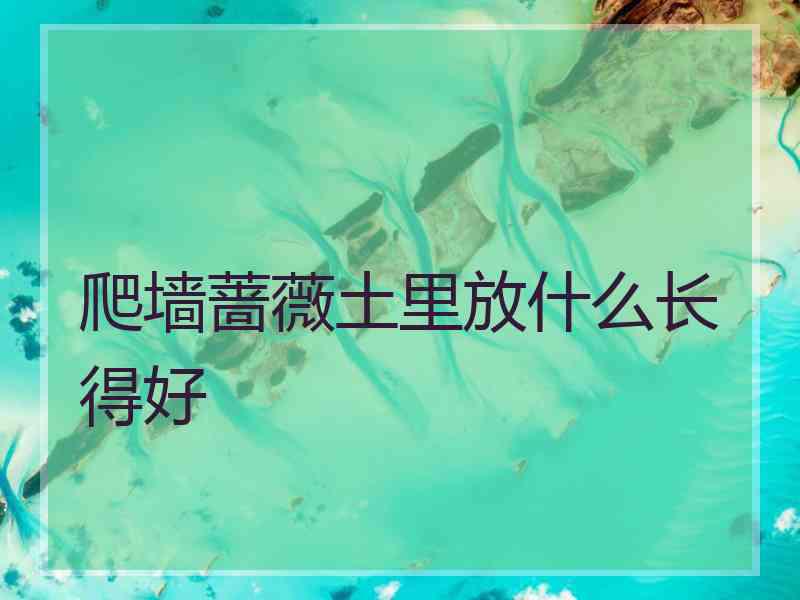 爬墙蔷薇土里放什么长得好