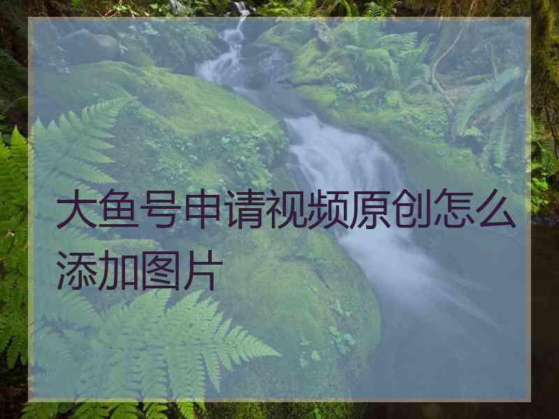 大鱼号申请视频原创怎么添加图片