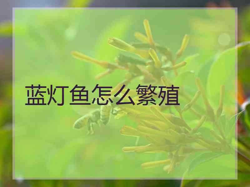 蓝灯鱼怎么繁殖