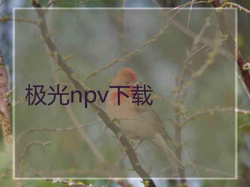 极光npv下载